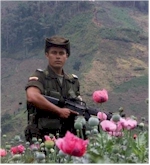 Poppy fields in FARC controlled area (Colombia)